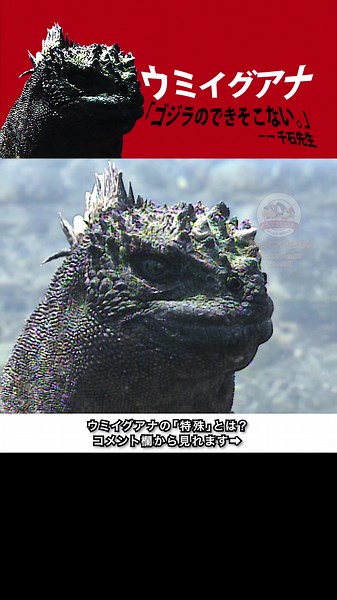 ウミイグアナ: ドアップで撮ったゴジラのような姿