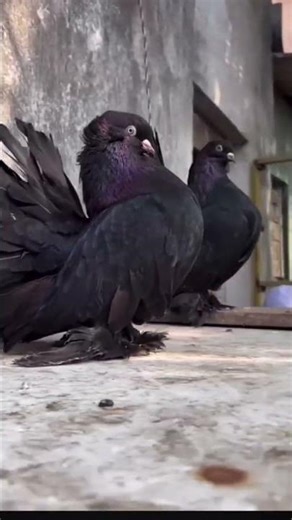 fantail pigeon,indian fantail pigeon,#shorts #kabutar status
