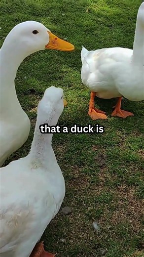 Anatidaephobia is the fear that a duck is secretly watching you #shorts #duck #facts