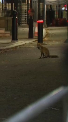 10K views · 100 reactions | Larry the cat has been spotted chasing off a fox from Downing Street. The cat serves as chief mouser to the Cabinet Office and has been in residence at Downing Street since 2011. It was the first cat at No 10 to be bestowed with the official title. | The National | Facebook