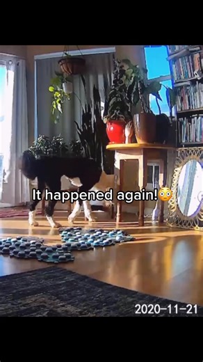 Here we go...#bunnythedog #tiktokdogs #fypシ #talkingdog