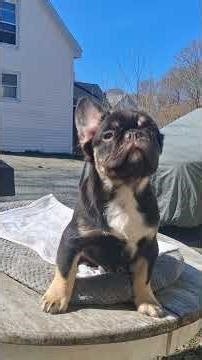 Bear (M): Visual Fluffy Cocoa & Tan 4/29/2026, 4 months old. #puppy #frenchbulldog #maine
