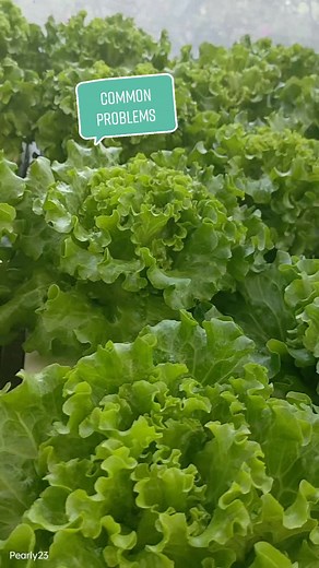 Common Problems in Hydroponic farming. #hydroponics #gardening #fyp #lettuce #nuevasegoviahydroponics