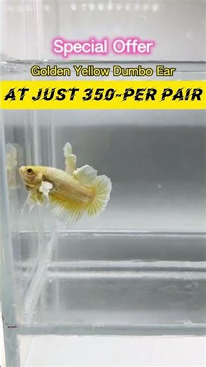 new sales|support max guyzz🙏🏼|#trending #betta#sales #shorts #viral #support #tamil #quality #betta