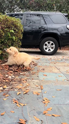 Compilation of Spud’s first 3 months #goldenretriever