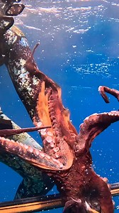 Catching Hawaii Octopus! #octopus #fishing #spearfishing | Nick Bailey Spearfishing