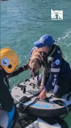 Dog rescued from remote island after being swept out to sea