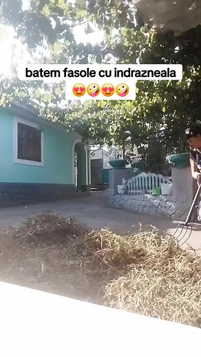 Raking Dry Leaves: A Sunny Outdoor Activity