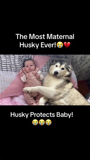Husky Protects Baby from Harm!😭💖