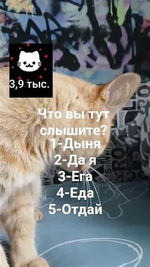 что вы тут слышите?