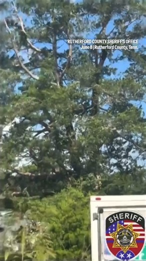 8.1K views · 48 reactions | A runaway pet zebra has been captured in...