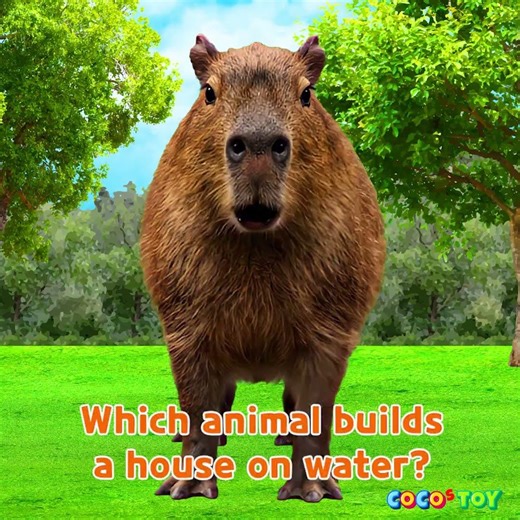 Which animal builds a house on water? #shorts ㅣanimal quiz for kidsㅣCoCosToy