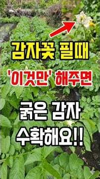 Potatoes grow larger when the flowers bloom. You must do this at this time to harvest large potat...