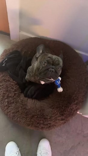 I cant with this dog #frenchbulldog