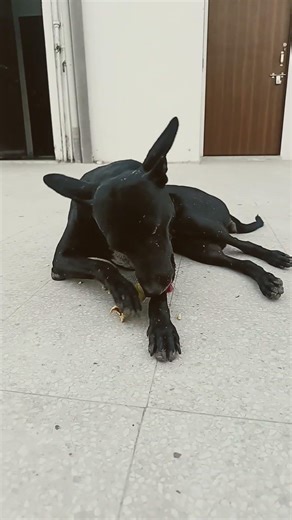 #ytshorts#youtubeshorts#dog_funny_videos_88#