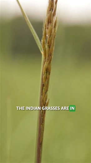 Not sure what your NWSG planting has up? Here's some help on identifying certain species. #NWSG #switchgrass #indiangrass #bigbluestem | The Management Advantage