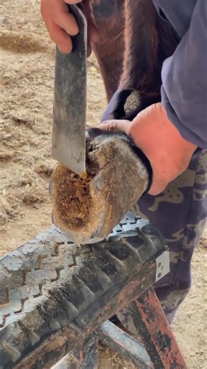 The craftsman is trimming the donkey's hooves. | Cut toenails videos
