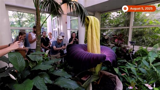 196K views · 5.3K reactions | 數 A rare amorphophallus titanum, commonly known as the 'corpse flower,' bloomed at the University of Warsaw Botanical Garden overnight, attracting crowds of visitors | Reuters | Facebook