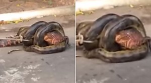 ⚡Video of Anaconda Swallowing Huge Alligator As Locals Intervene to Save The Gator is Going Viralt