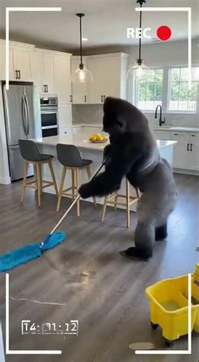 The gorilla’s buds with the human 🦍🤝👤