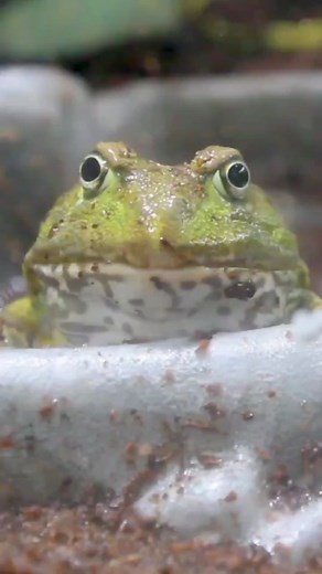 Samson the African Bullfrog Growth Progression Over 5 Years