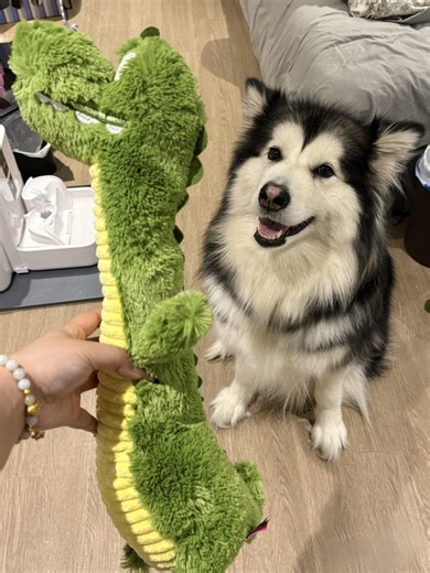 Long Neck Crocodile Squeaky Plush Dog Toy | Chew-resistant - Etsy UK