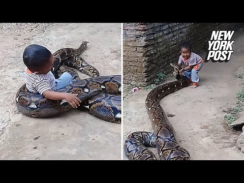 Toddler manhandles python outside his home