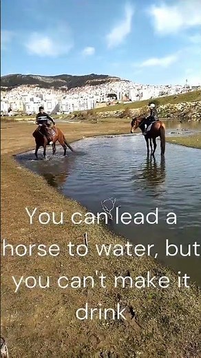 You can lead a horse to water, but you can't make it drink #horse #quotes