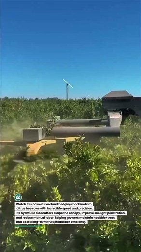 Citrus Orchard Hedger in Action! Massive Pruning Efficiency 🍊🚜 #FarmTech #Agriculture #OrchardLife