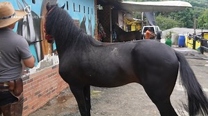 112K views · 2.9K reactions | Este es un caso especial es un caballo con muchas virtudes pero con muchos problemas, su comportamiento esta infundido por probablemente malos recuerdos y experiencias, ahora empezamos a cambiar el chip, a entablar una confianza y vinculo que nos van a permitir recuperar y hacer brillar este hermoso caballo. Caballo Ecuestre #caballos #horse #domaracional | Pablo Saldarriaga Doma racional | Facebook