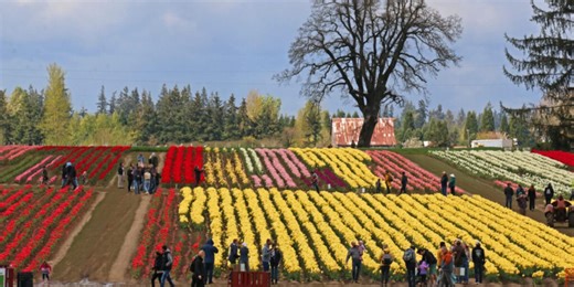 Woodburn tulip farm blooms earlier this year