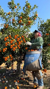Así de abundante se da la fruta en California Cosecha de mandarina por contrato 🇺🇸🍊 | Marce Vazquez