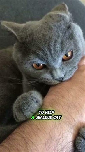 Is Your Cat Secretly Jealous?