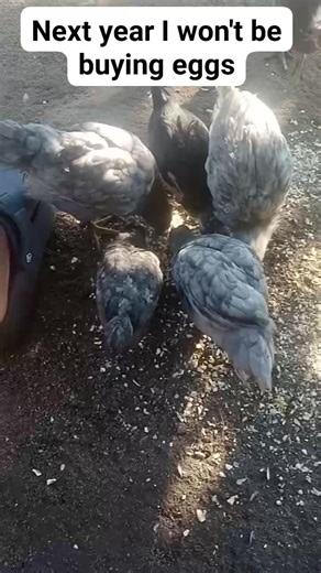 Peace😌 #like #chicken | Ndumiso Charisma Ka Mageba