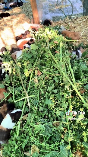 Guinea Pigs Enjoy Mallow Plant Feast in the Yard