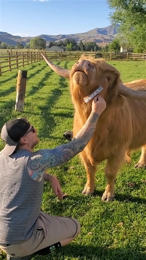 These dudes are rocking the barnyard! 🚜🐓 #FathersDay #Men #FarmLife #FarmAnimals | The Pet Collective
