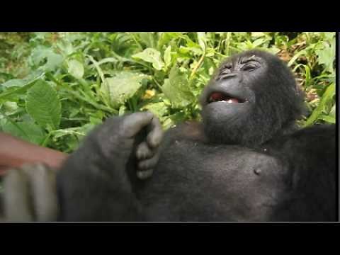 Gorilla Laughing