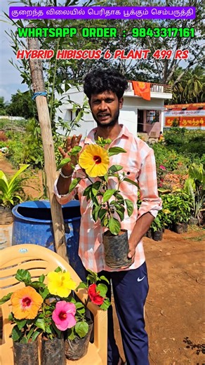 big size hybrid hibiscus combo offer available / theni a1 nursery garden #hybridhibiscusavailable