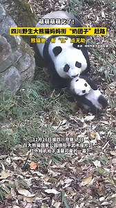Too cute to handle! This wild giant panda mom is on the move, carrying her little cub wherever she goes 🐼💛 #GiantPanda #WildlifeLove #PandaMom | China News 中国新闻网