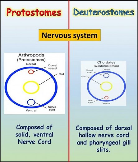 Discover the Incredible Difference Between Protostomes and Deuterostomes!‪@ilmkidunyaofficial‬