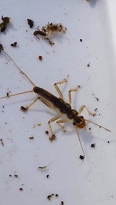 How many different species of nymphs can you name in this sample? Sunday nymph seine from @fly_goddd This shows at any given time there are a variety of nymph in different life stages inhabiting our rivers. This is why carrying a wide variety of flies is crucial for effectively probing likely water. We have a wide variety of nymphs at the shop . If you need a hand selecting some, we are happy to help. If you’re shopping online, give us a ring and we’ll help you put together a selection for your