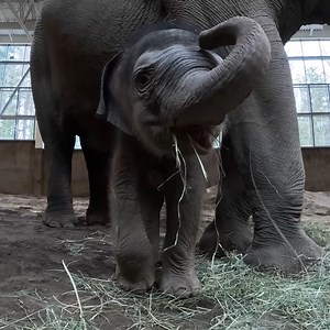 Oh hay Tula | Oregon Zoo