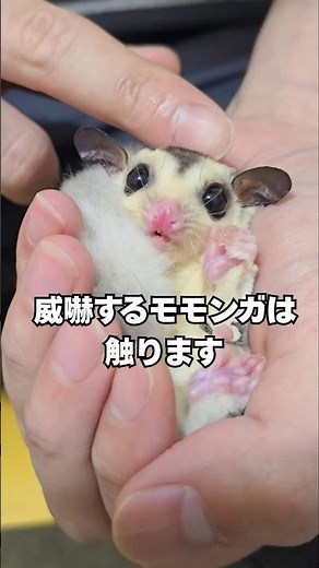 I touch the flying squirrel even when it threatens me because...
