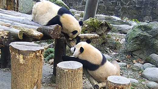 28K views · 844 reactions | The house will collapse if you bite all the wooden beams off. (Chun Yu & Ji Fu) #panda #HiPanda #CCRCGP #PandaLife For more panda information, please check out: https://en.ipanda.com | iPanda | Facebook