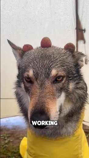 A handsome Czechoslovakian wolfdog#animals #fyp #cute #fun