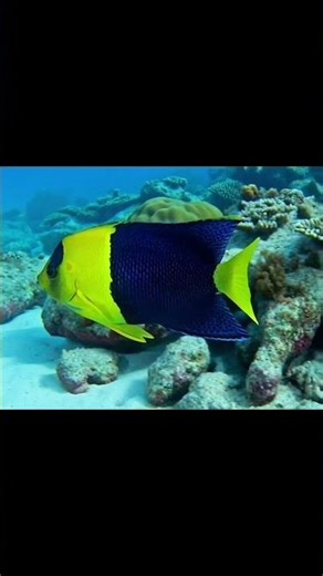 The Bicolor Angelfish(Centropyge bicolor)