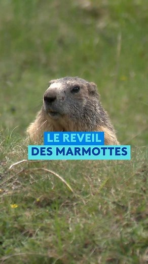 1K views · 83 reactions | Les marmottes sortent de leur hibernation après six mois. A Eygliers dans les #hautesalpes, au pied des remparts de Mont-Dauphin, un parcours balisé est accessible à tous. #marmotte #marmot #marmota #animals #animallovers #cute #funnyanimals #hibernation Lucie Robert et Fabien Madigou | France 3 Provence-Alpes | Facebook