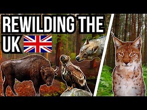 5 Animals That Could Rewild Britain - Reintroductions