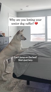 689K views · 561 reactions | If your dog is struggling with LIMPING, STAIRS, JUMPING, or SHAKING... they could be in severe pain.  Wuffes Joint Chews: Pure, potent relief. 82% of our pack sees the joy of play return in weeks. Turn those worries into wags ❤️‍啕 Discover the right path to your dog’s happiness. Take our quiz now! | Wuffes | Facebook