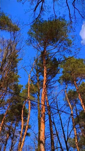 Strong Wind In The Forest 🌬️🍃 ☀️ #wind #nature #forestsounds
